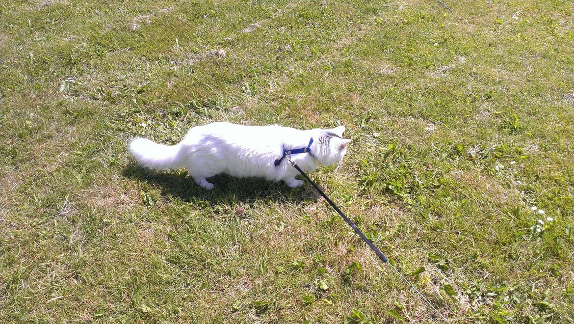 Blanding af racer Elvis billede 24