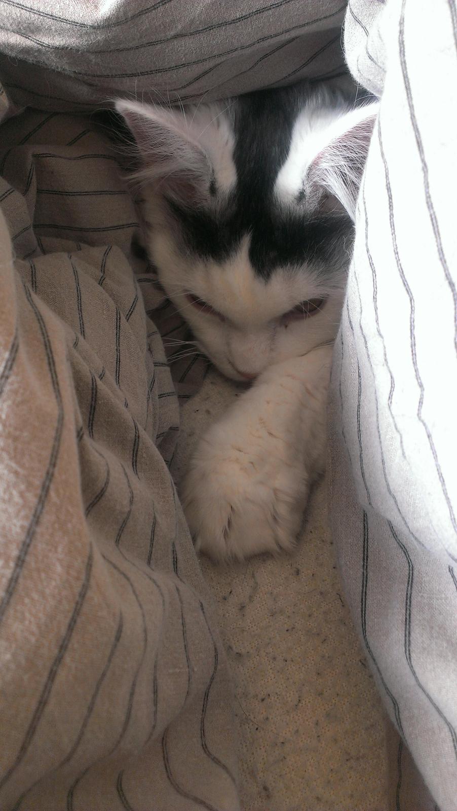 Blanding af racer Elvis - Det puttes! billede 25