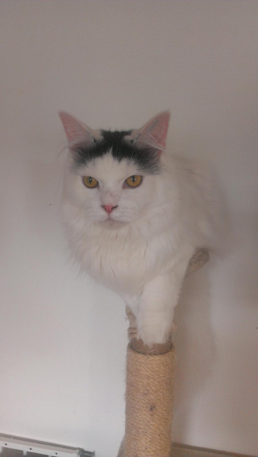 Blanding af racer Elvis billede 26