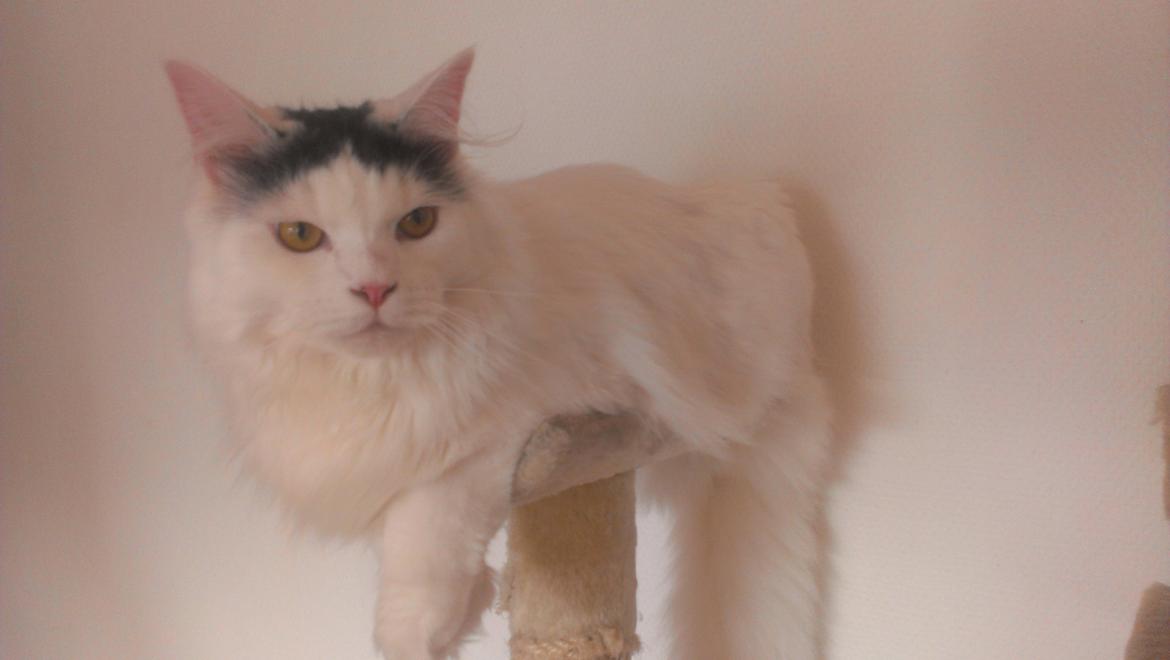 Blanding af racer Elvis billede 27