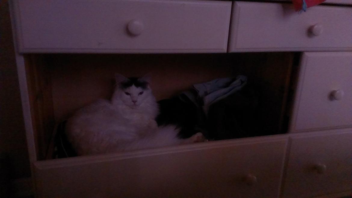 Blanding af racer Elvis - Godnat blev der sagt! billede 28