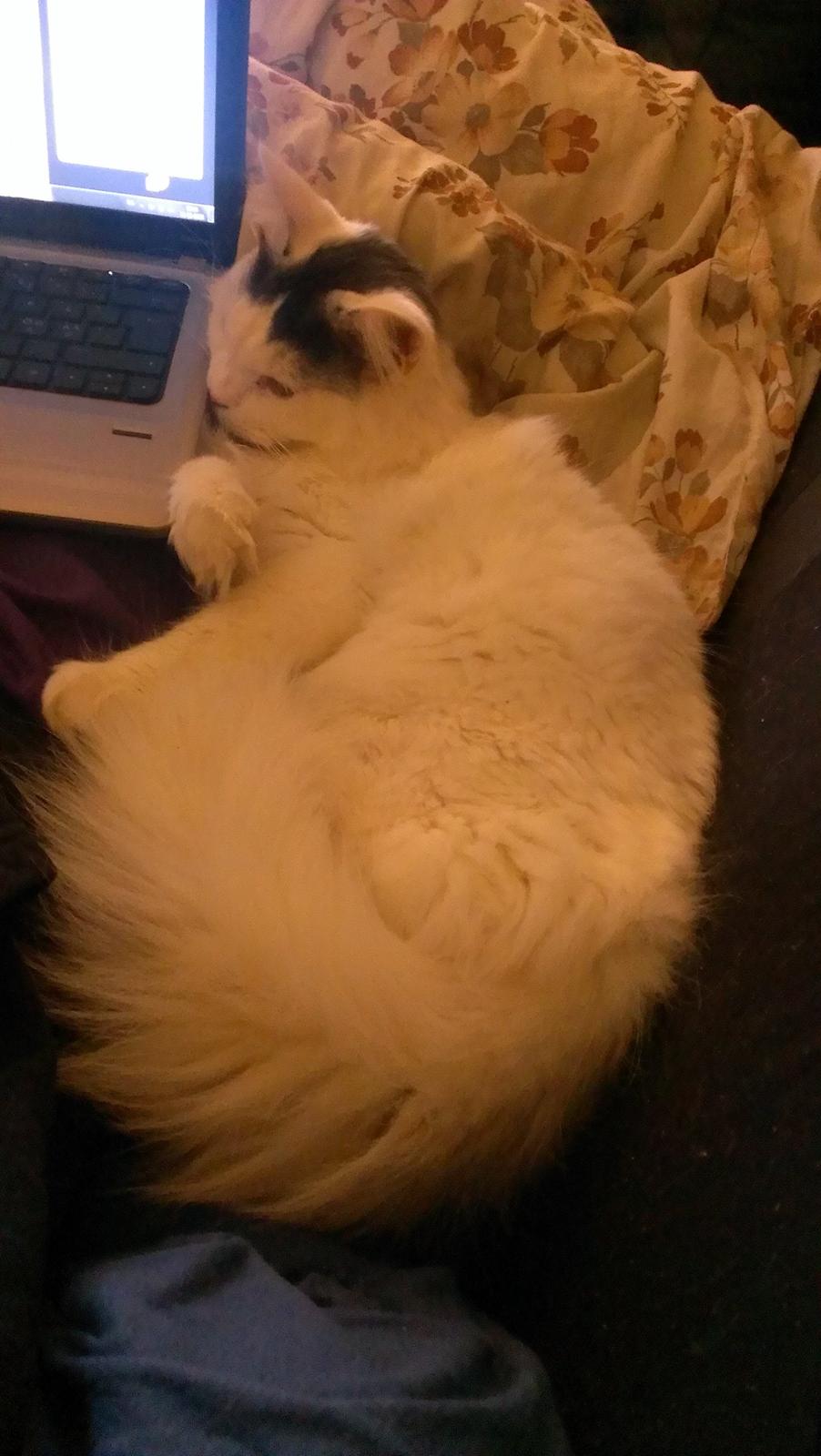 Blanding af racer Elvis billede 29