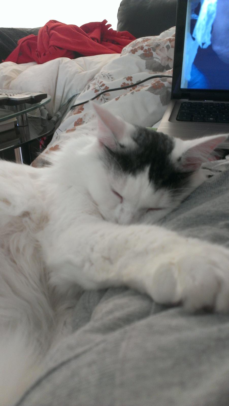 Blanding af racer Elvis billede 30