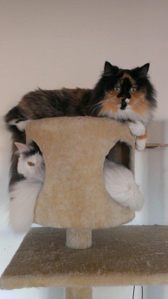 Blanding af racer Elvis billede 32