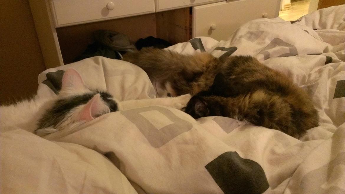 Blanding af racer Elvis - Se, de kan jo godt! (: billede 33