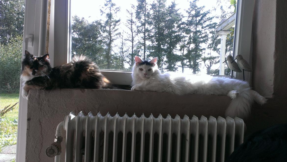 Blanding af racer Elvis billede 34