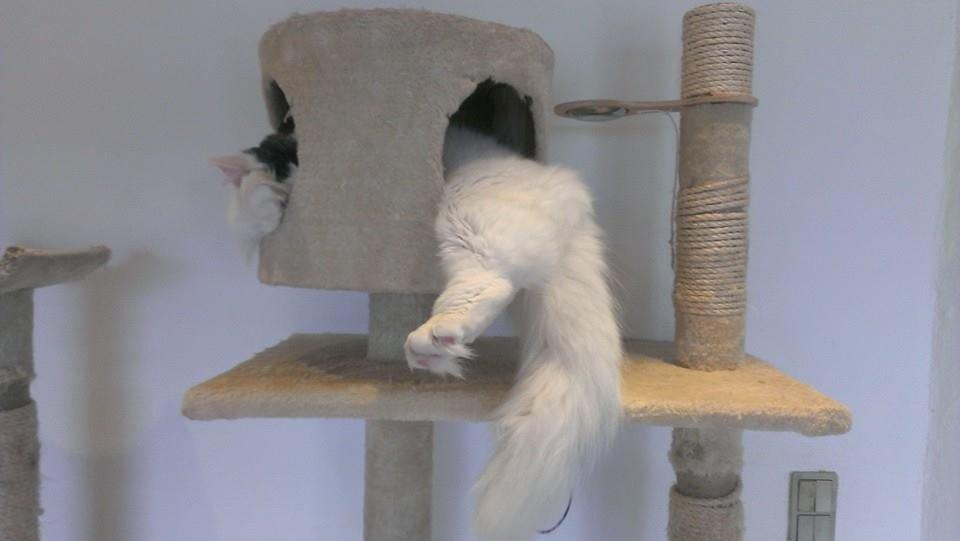 Blanding af racer Elvis - Man må jo klemme sig ind, selvom man er blevet for stor! billede 35