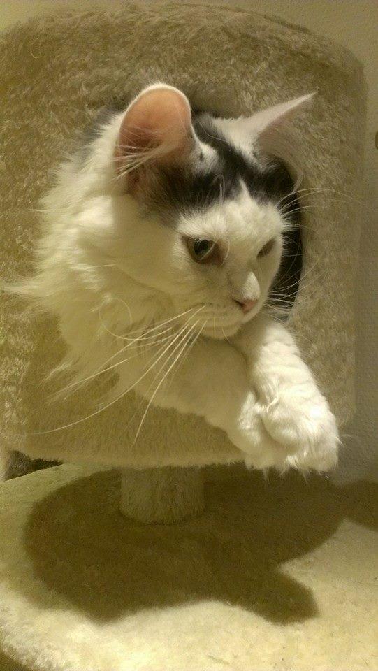 Blanding af racer Elvis - Min smukke Elvis billede 36