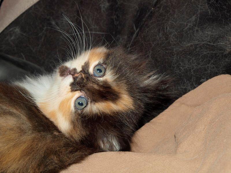 Blanding af racer Tessa - Min lille fis (: billede 26