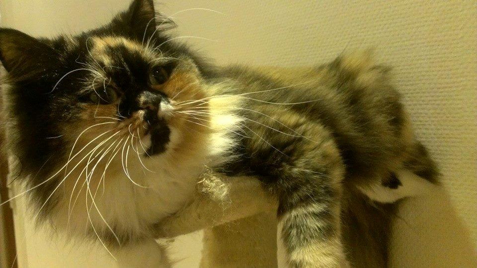 Blanding af racer Tessa billede 27