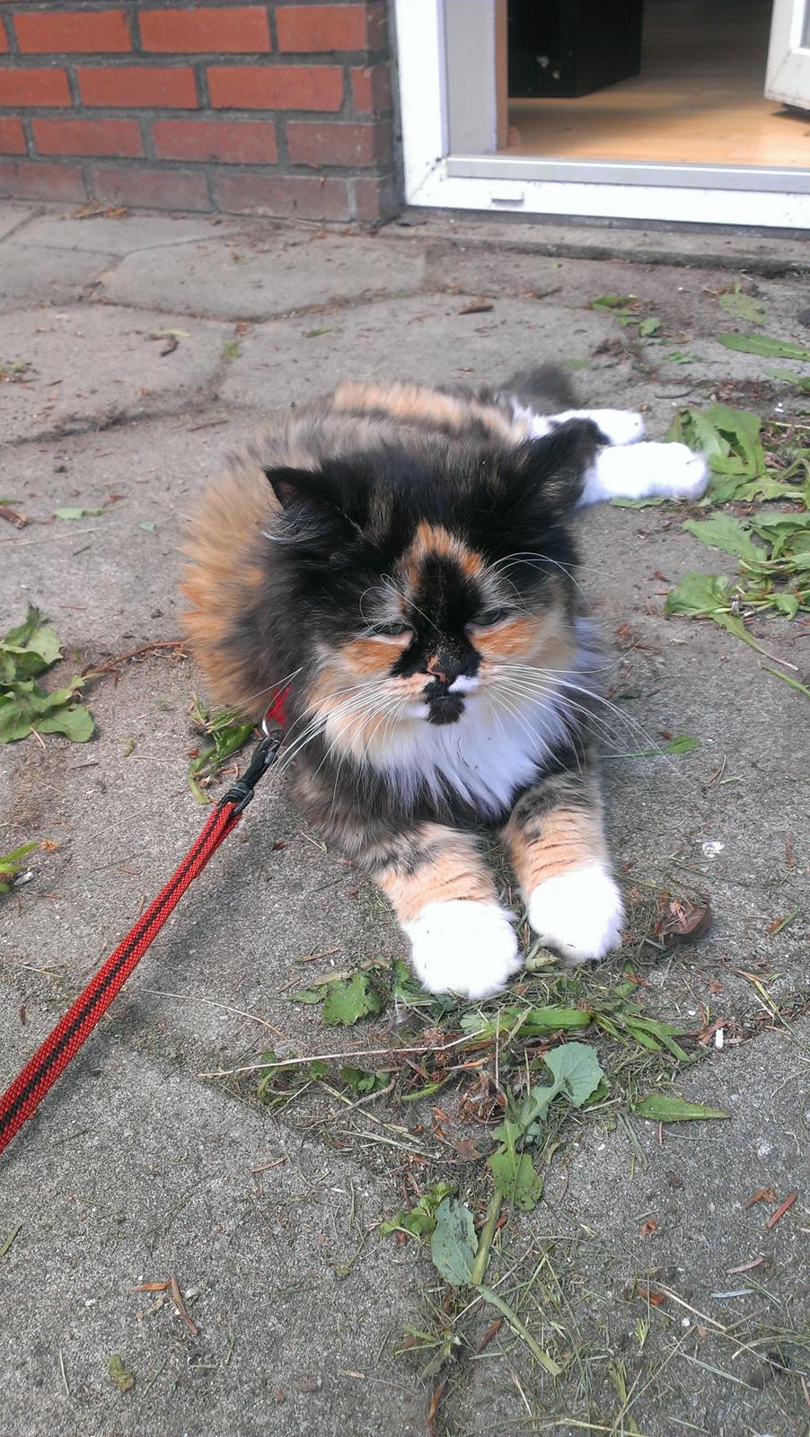 Blanding af racer Tessa billede 28