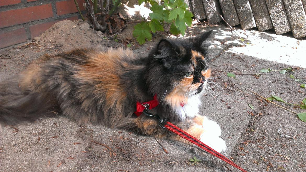 Blanding af racer Tessa billede 29