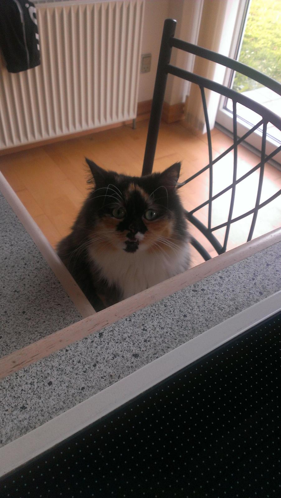 Blanding af racer Tessa billede 30