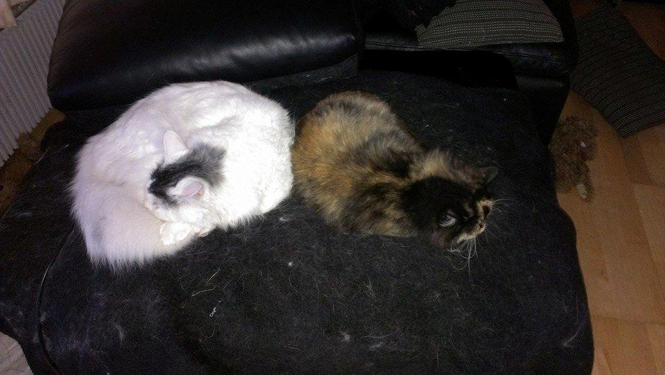 Blanding af racer Tessa - Se, det kan jo godt i ganske få tilfælde! (: billede 31