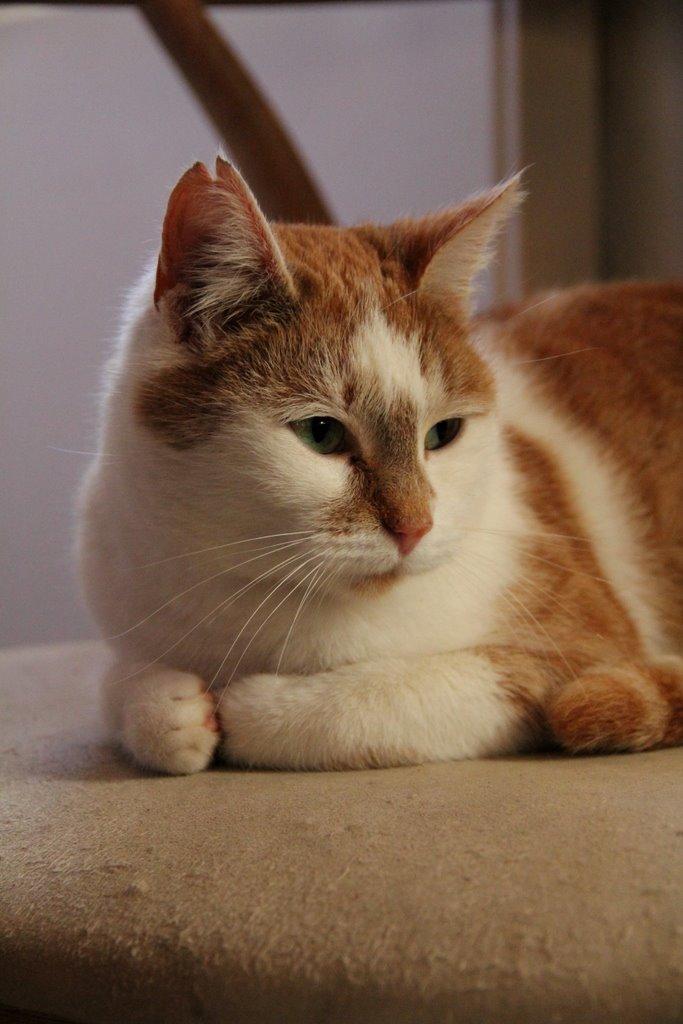 Huskat Grødmis - Smukke<3 billede 1