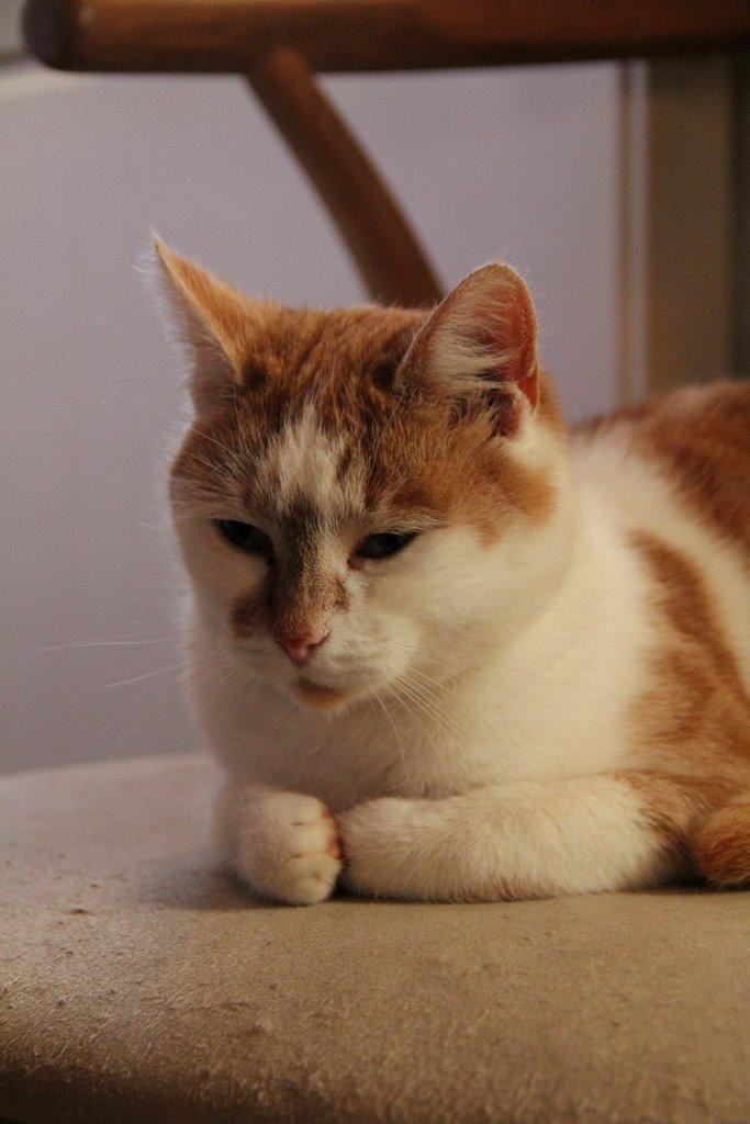 Huskat Grødmis billede 2