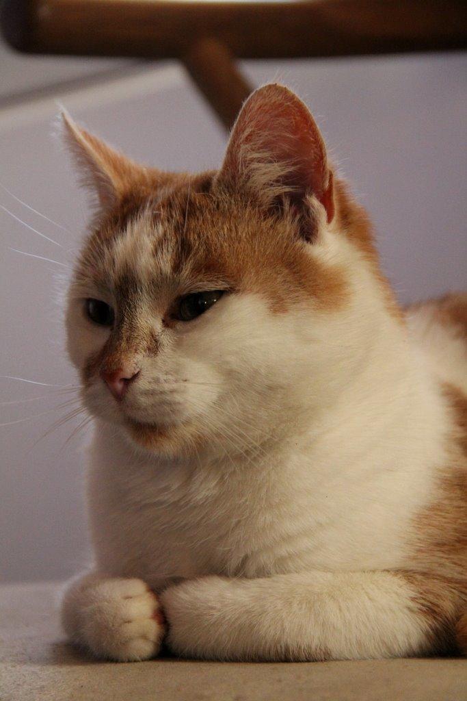 Huskat Grødmis billede 3