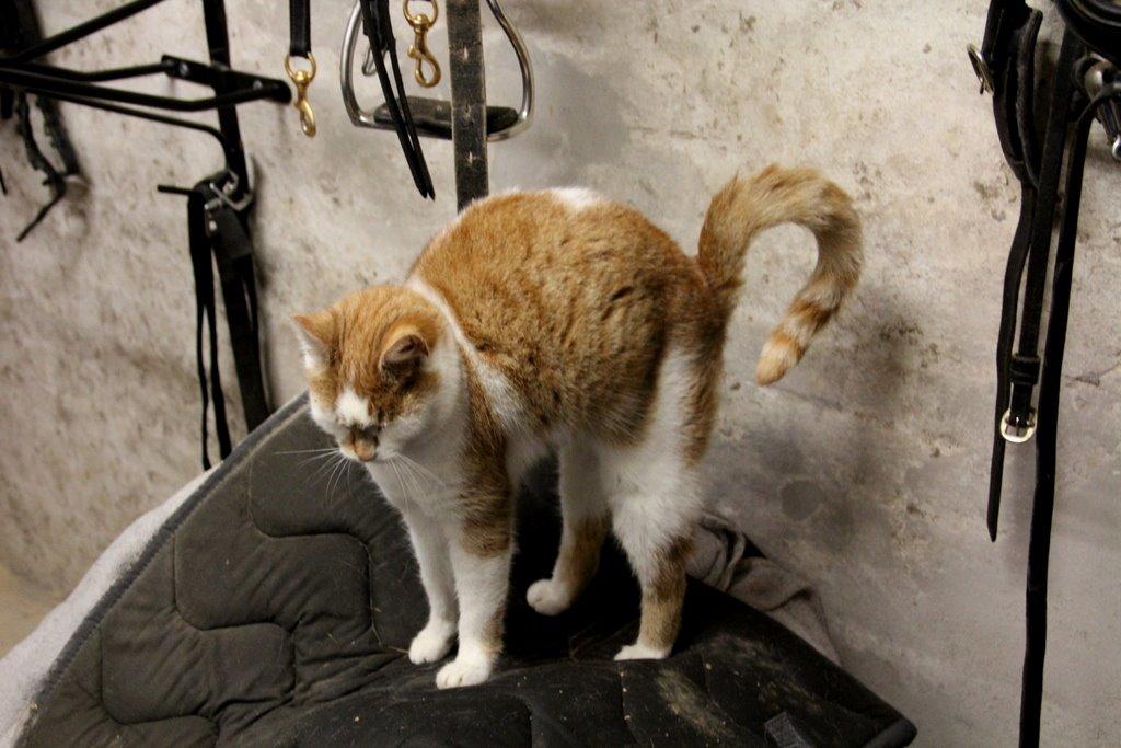 Huskat Grødmis - Godmorgen madame;) billede 4