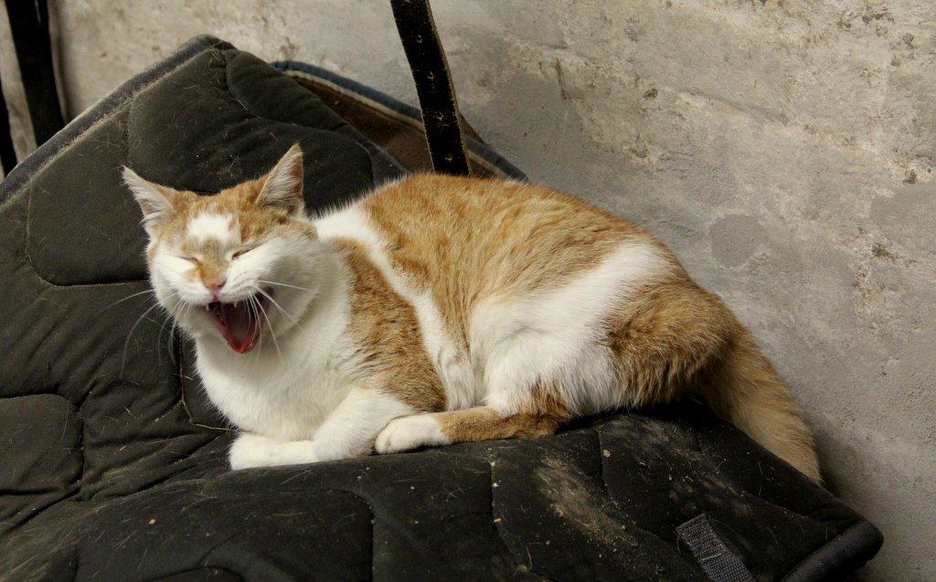 Huskat Grødmis billede 5