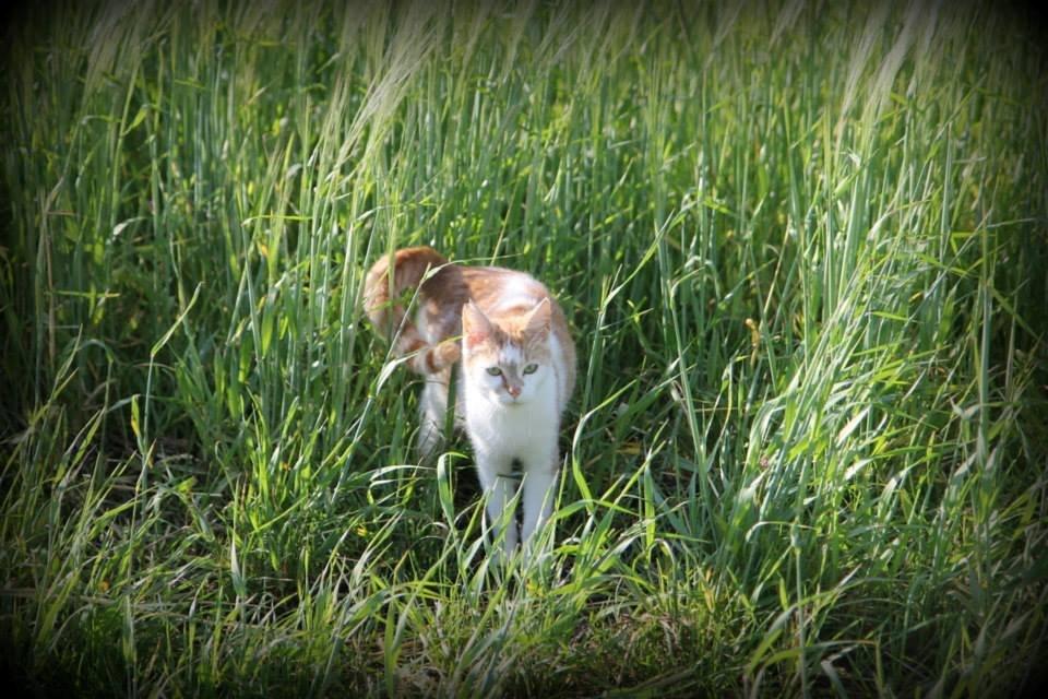 Huskat Grødmis - Grødmissen<3 billede 6