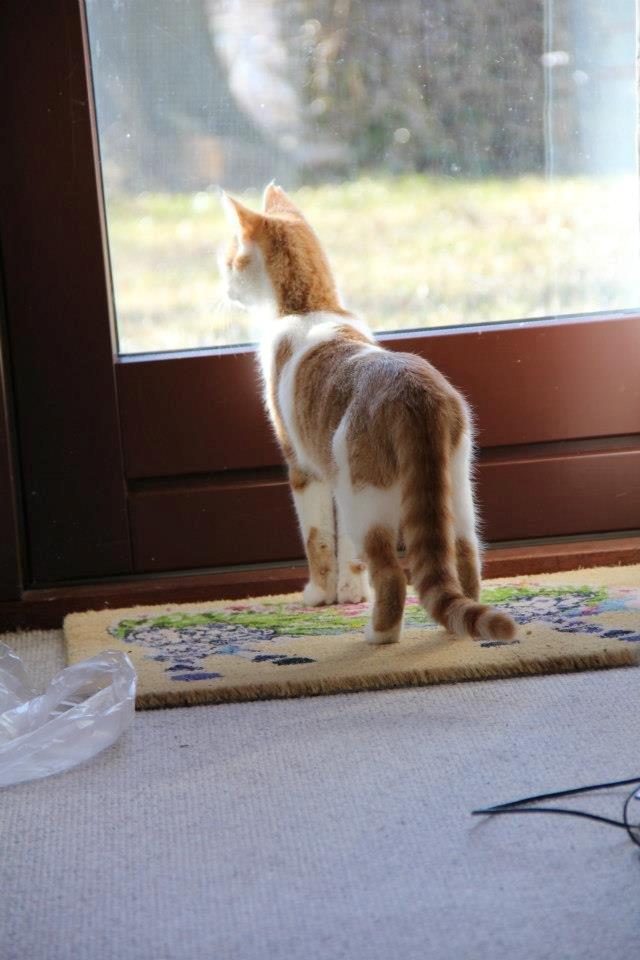 Huskat Grødmis - Lige da hun kom hjem billede 7