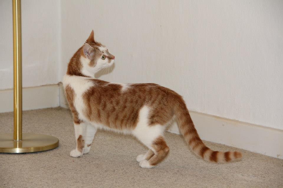 Huskat Grødmis - Lige da hun kom hjem. billede 8