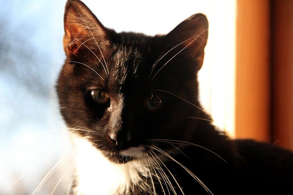 Huskat Gilbert billede 13