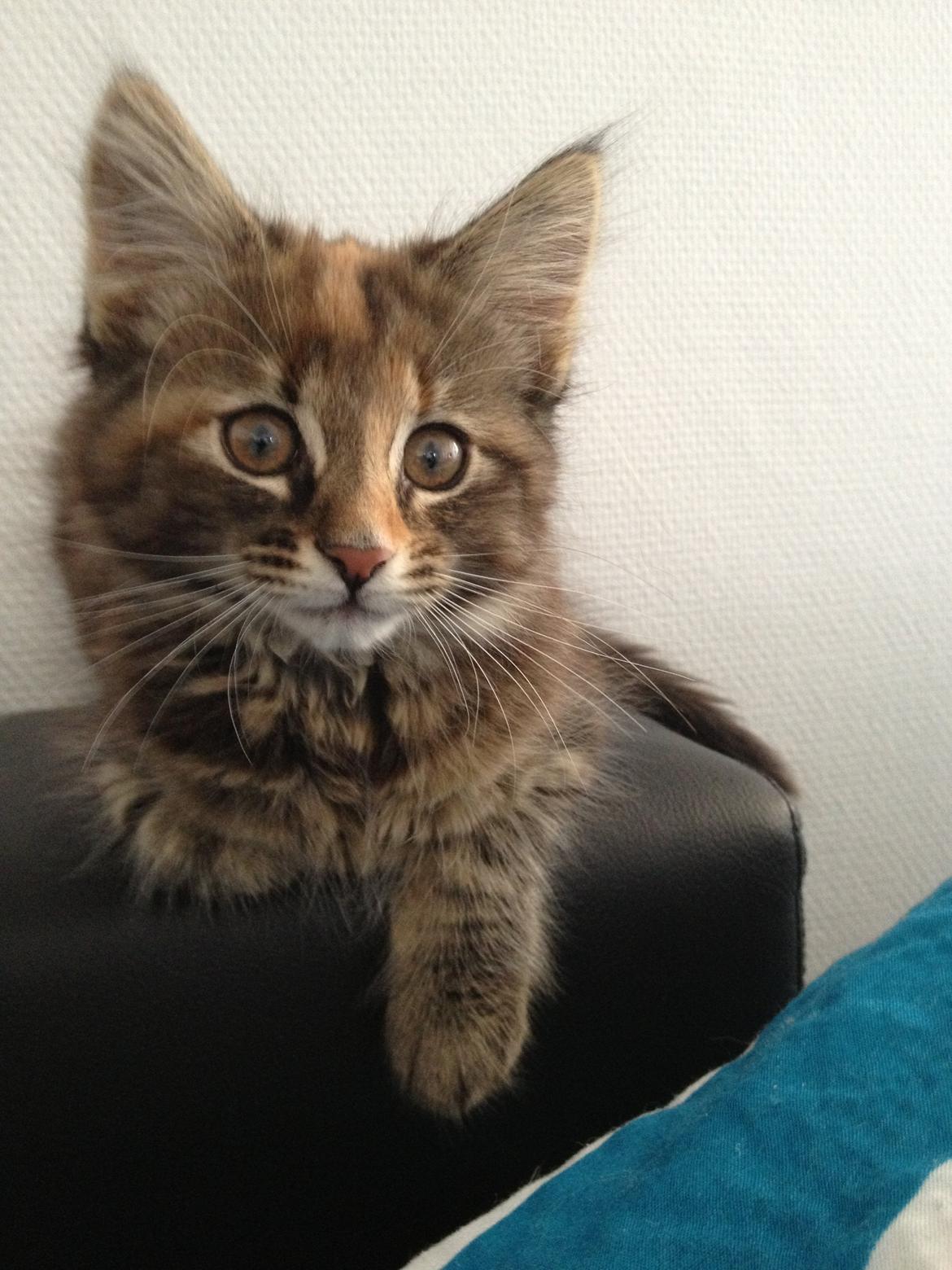 Norsk Skovkat Tulle billede 1