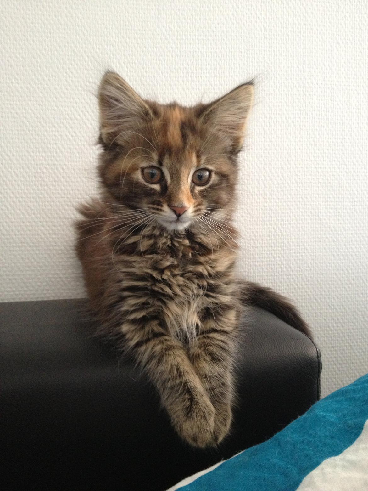 Norsk Skovkat Tulle billede 2