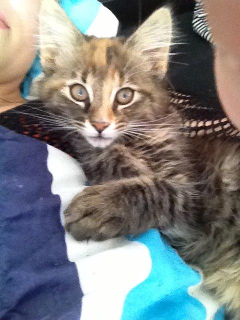 Norsk Skovkat Tulle billede 3