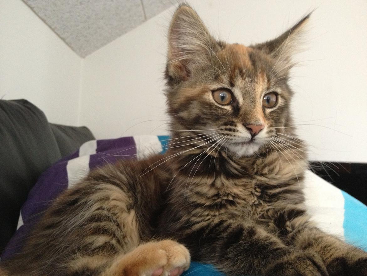 Norsk Skovkat Tulle billede 4