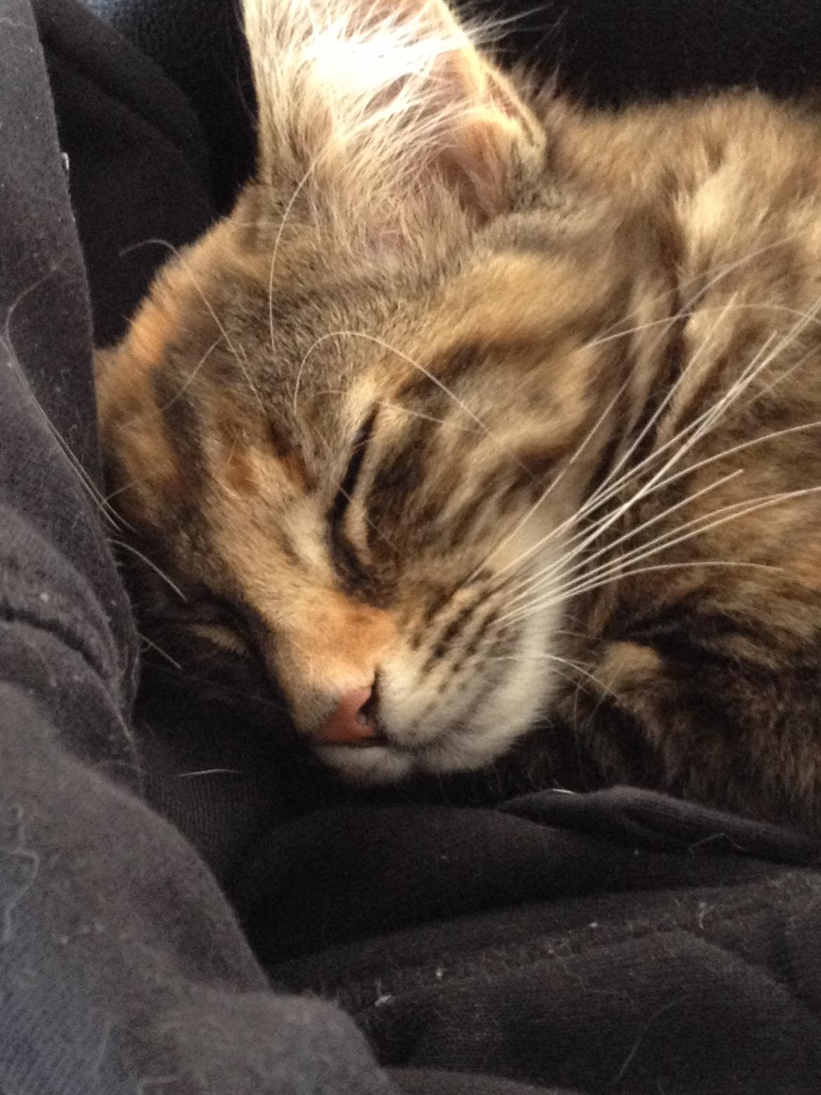 Norsk Skovkat Tulle billede 5