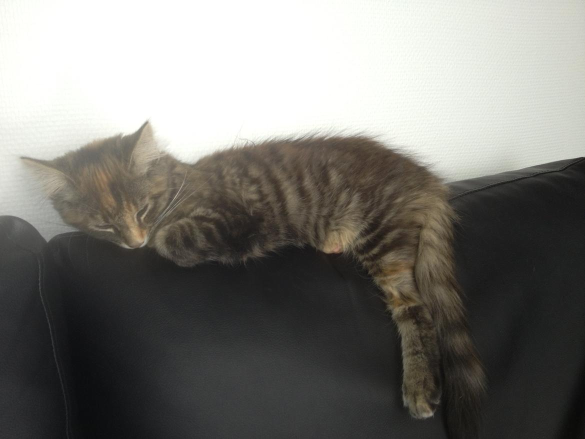 Norsk Skovkat Tulle billede 6