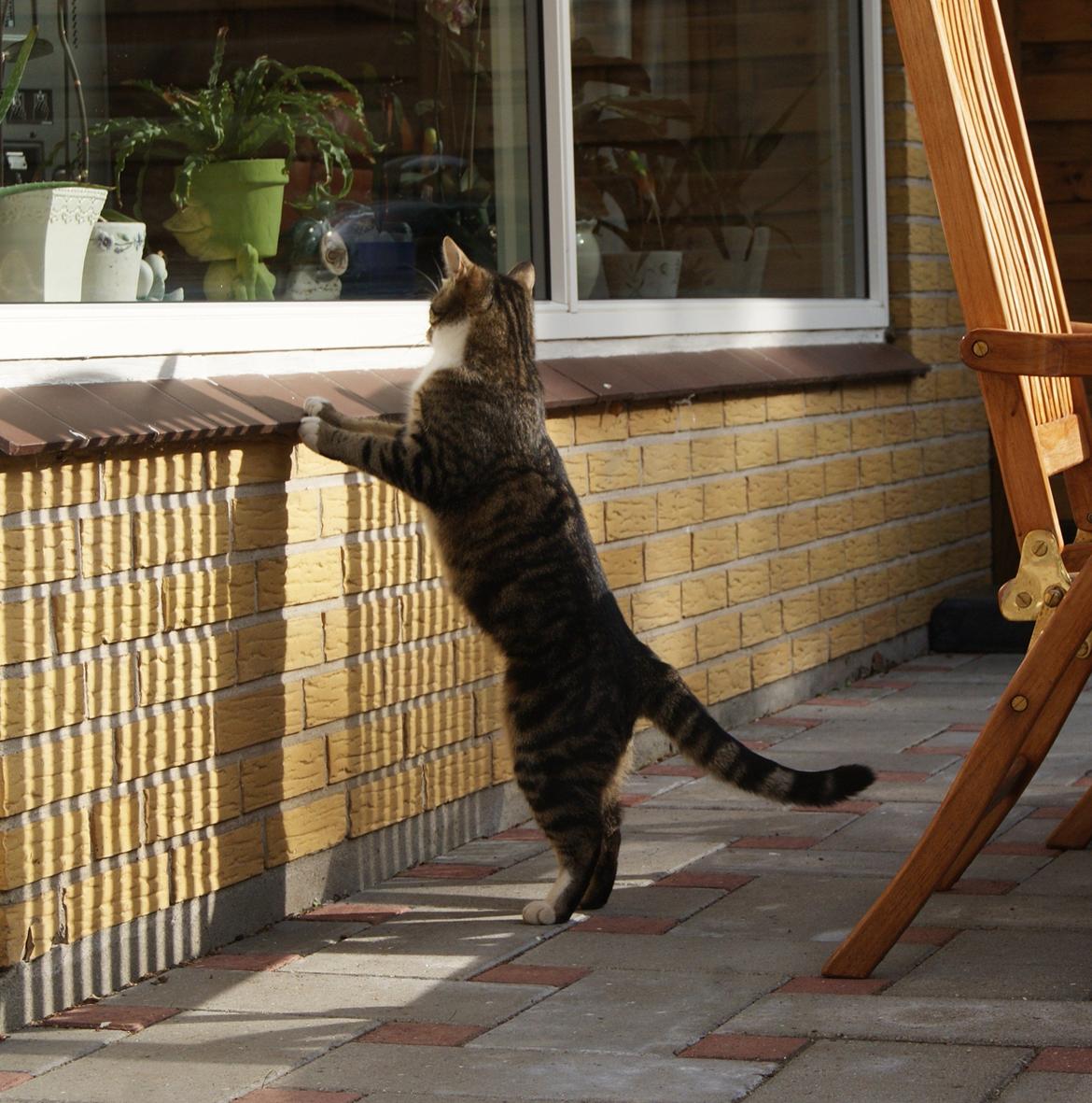 Blanding af racer Mack billede 21