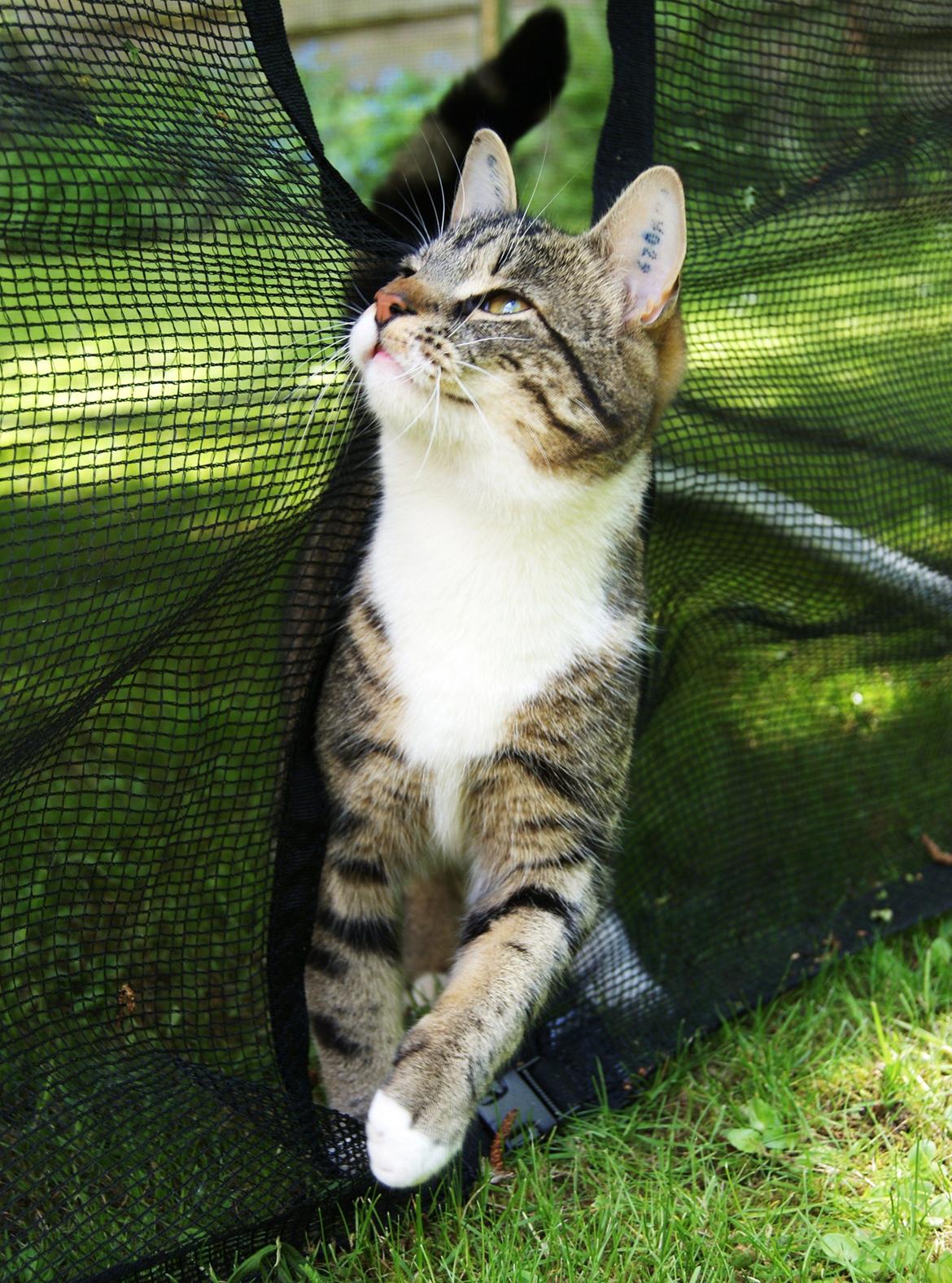 Blanding af racer Mack billede 23