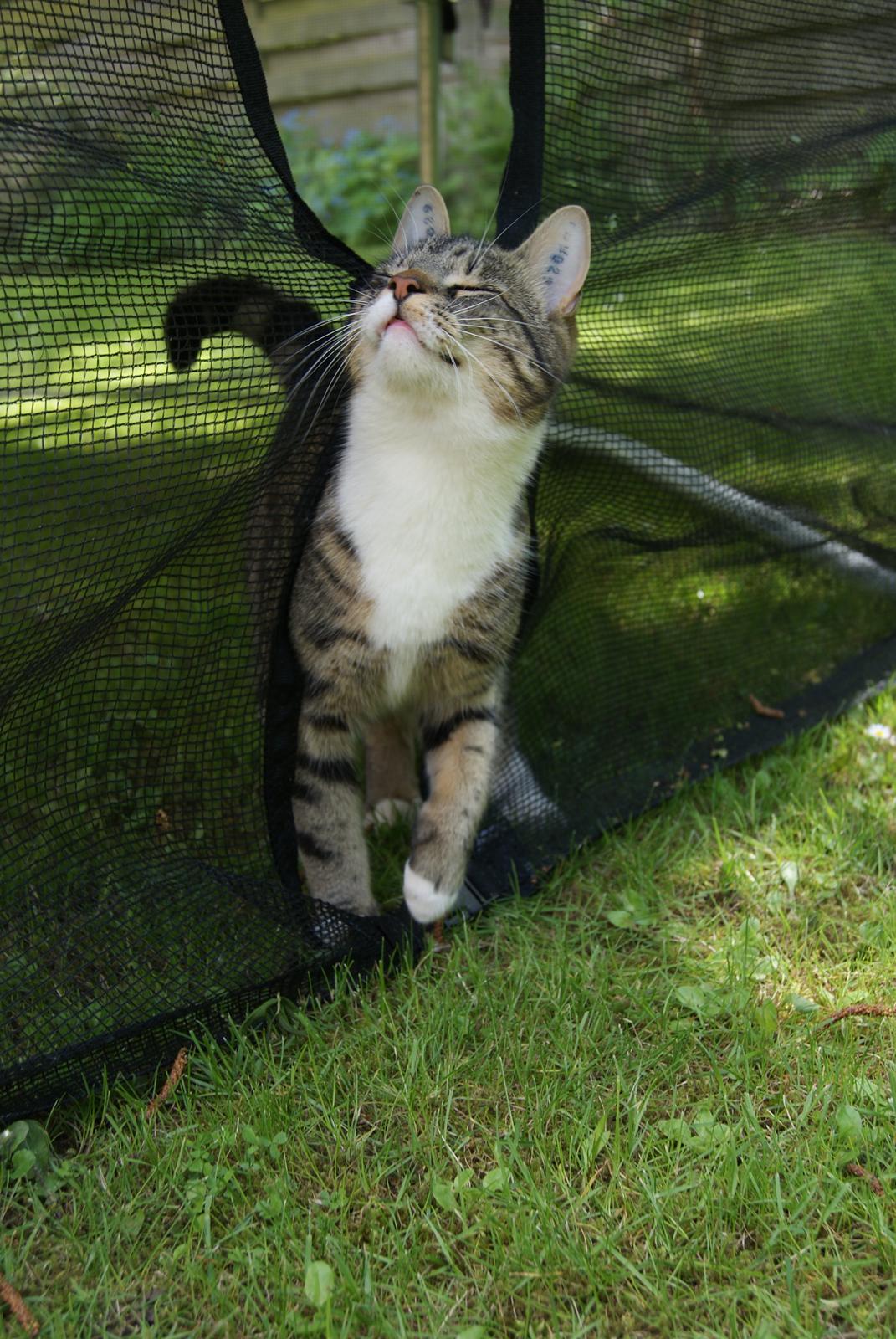 Blanding af racer Mack billede 24