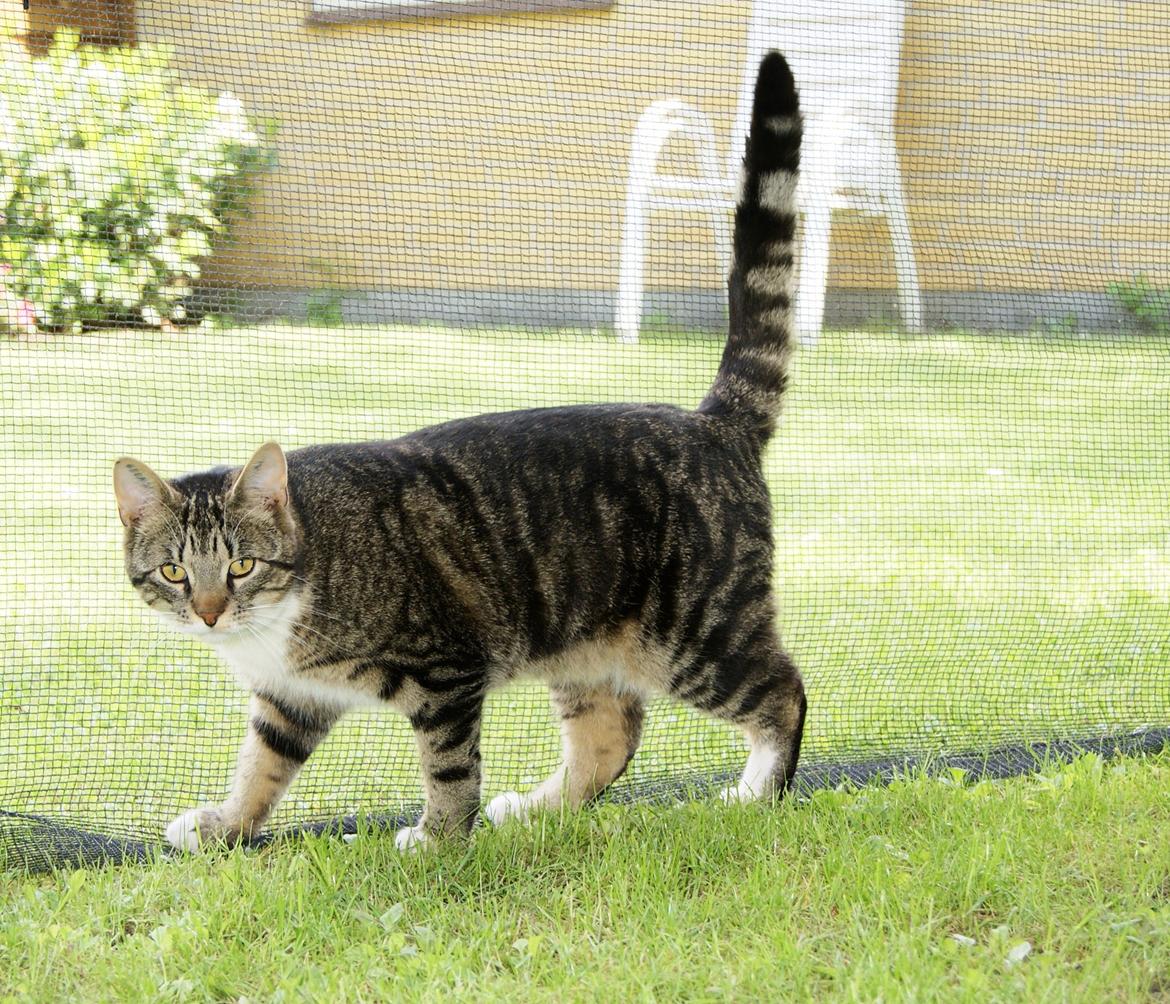 Blanding af racer Mack billede 25