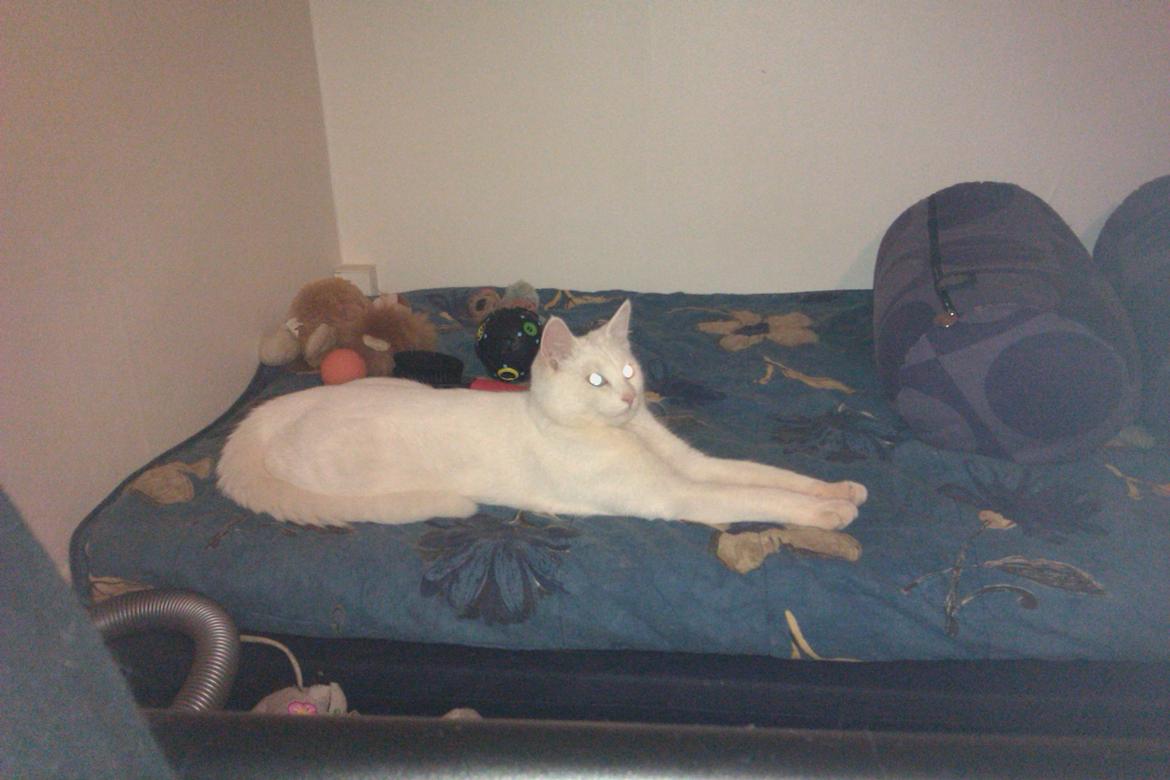 Huskat Nitro billede 15