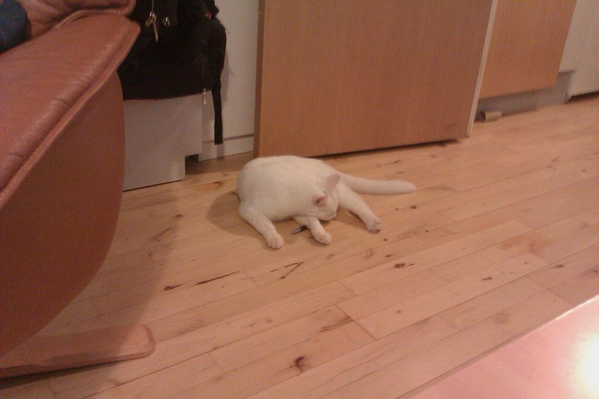 Huskat Nitro billede 18