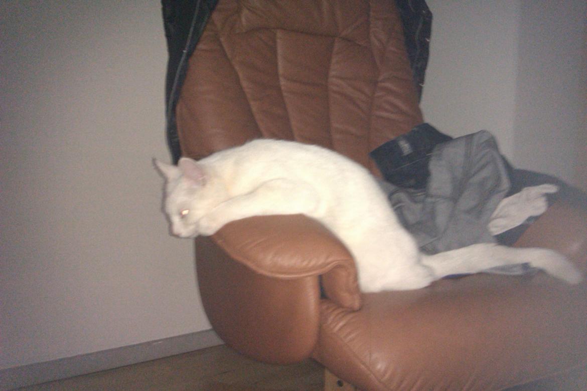 Huskat Nitro billede 20