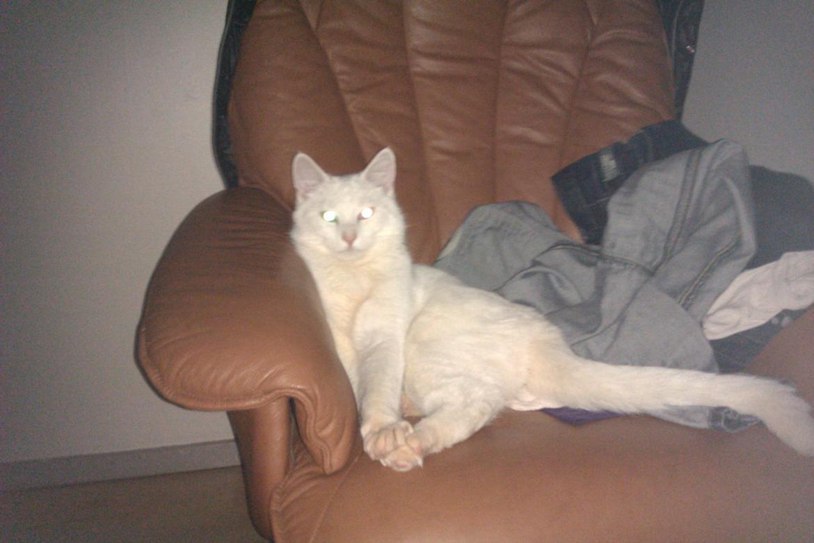 Huskat Nitro billede 5