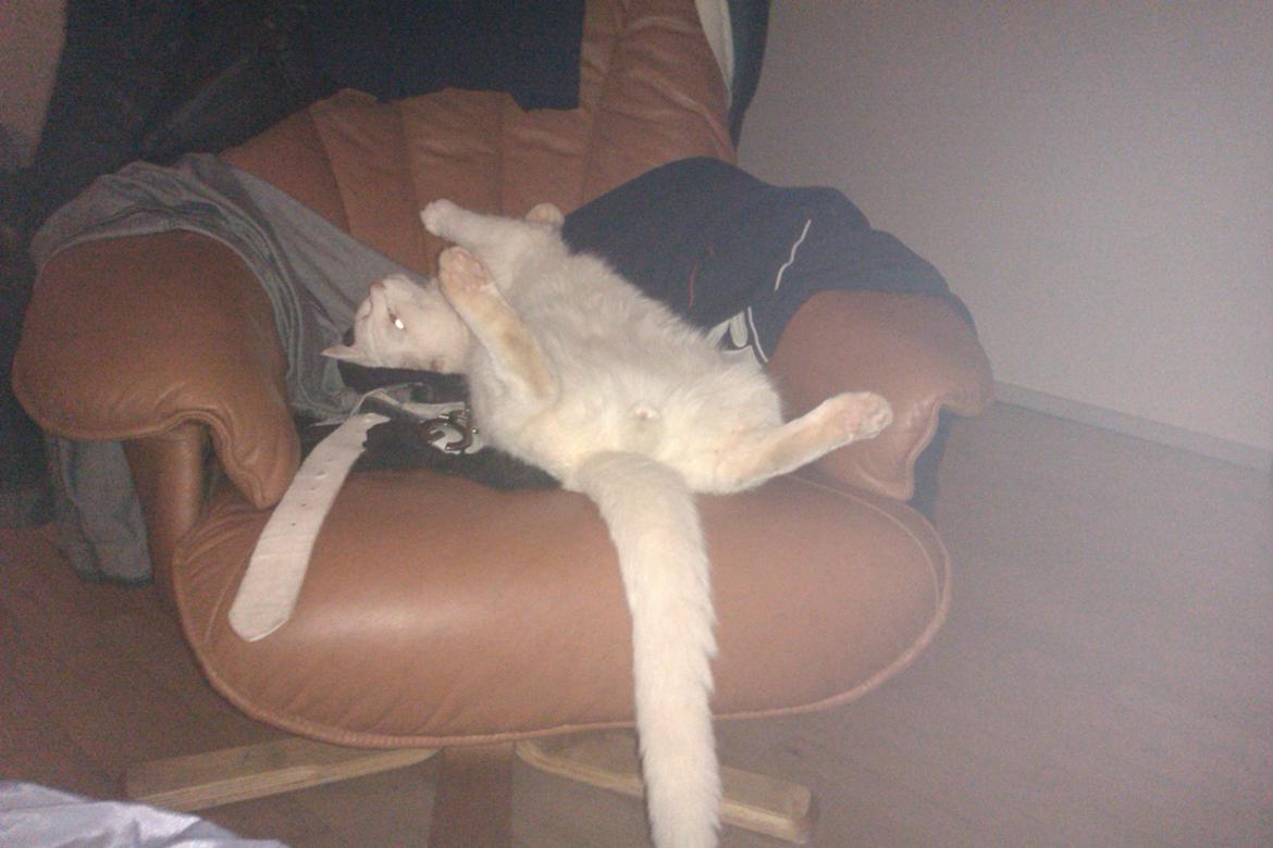 Huskat Nitro billede 13