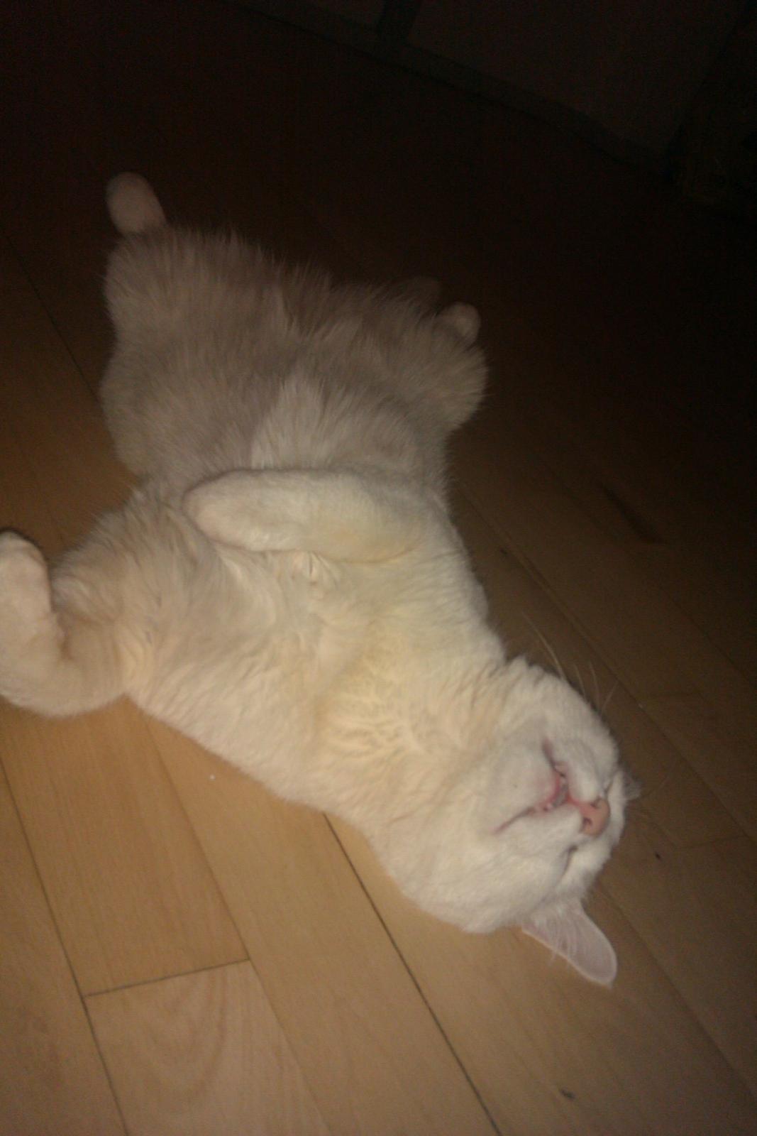 Huskat Nitro billede 16