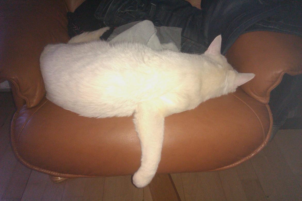 Huskat Nitro billede 11