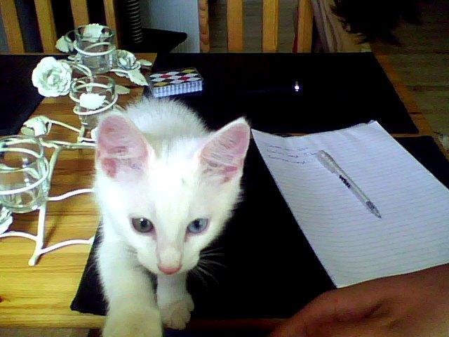 Huskat Nitro billede 2