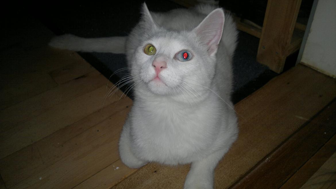 Huskat Nitro billede 3