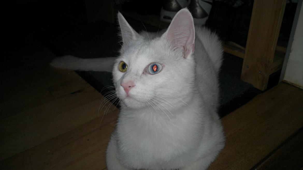 Huskat Nitro billede 4