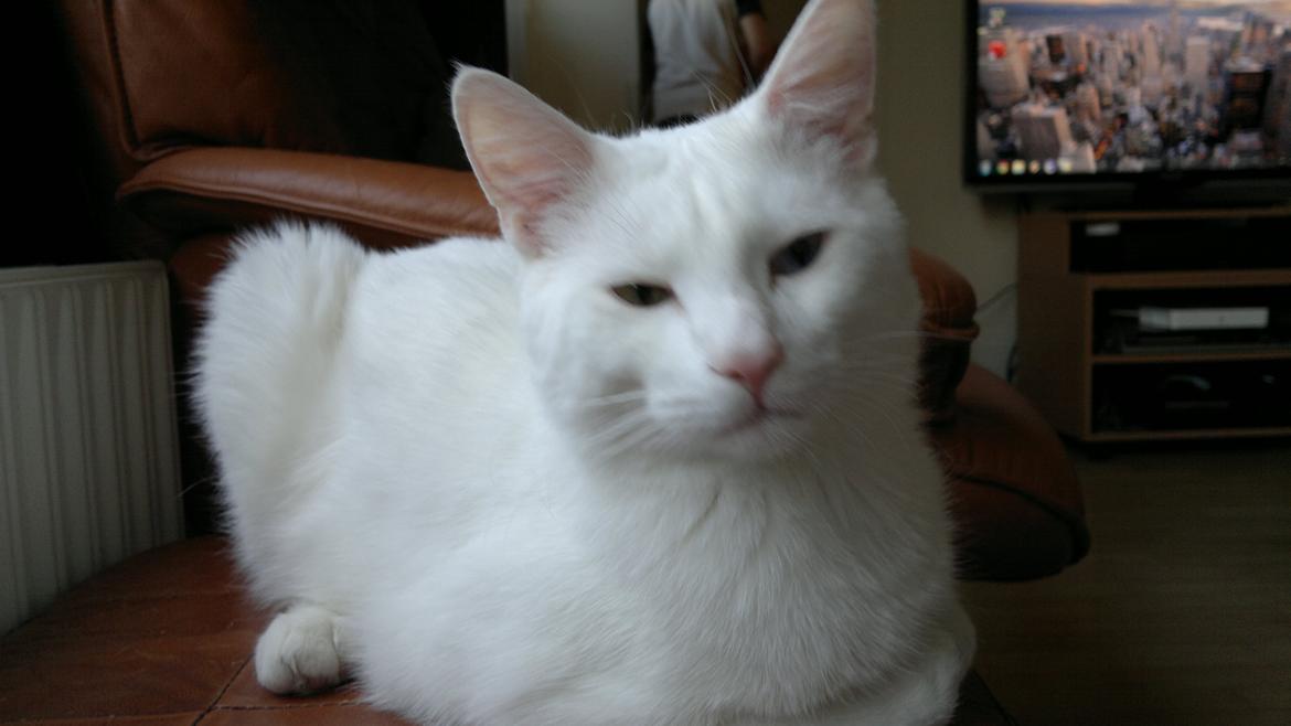 Huskat Nitro billede 6