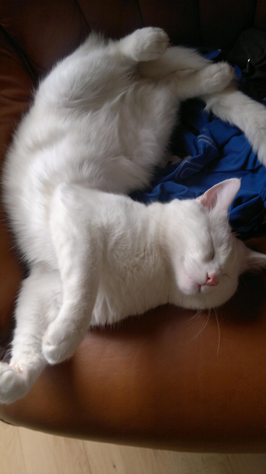 Huskat Nitro billede 7