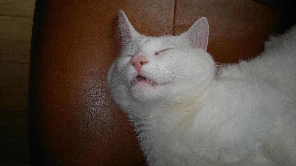 Huskat Nitro billede 8